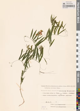 MAG 0014663