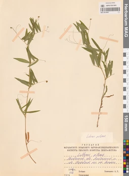 MAG 0014665
