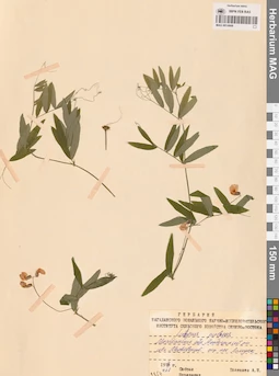 MAG 0014666
