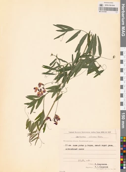 MAG 0014667
