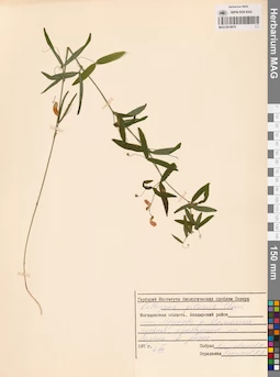 MAG 0014670