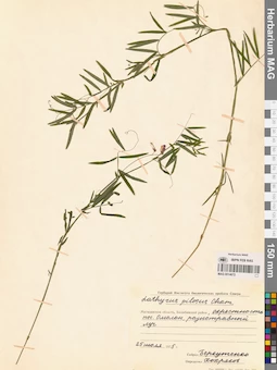 MAG 0014672