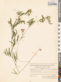 MAG 0014673