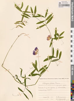 MAG 0014674