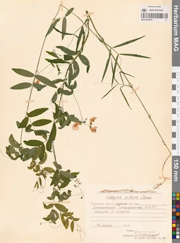 MAG 0014675
