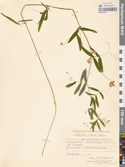 MAG 0014676