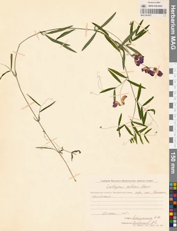 MAG 0014677