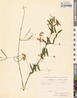 MAG 0014679