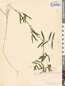 MAG 0014680