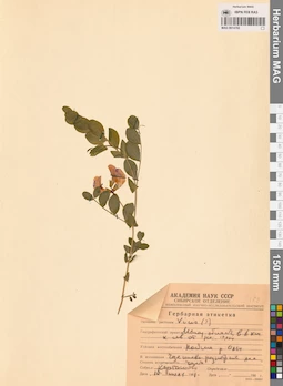 MAG 0014702