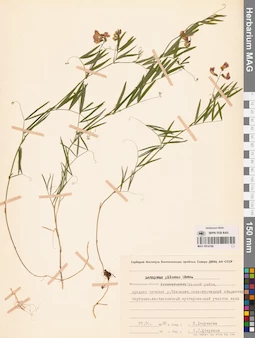 MAG 0014708