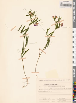MAG 0014709