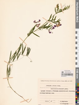 MAG 0014710