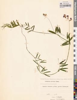 MAG 0014711