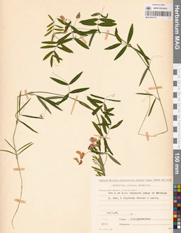 MAG 0014714