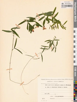 MAG 0014715