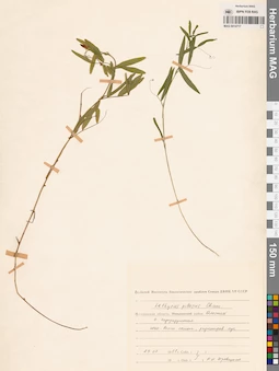 MAG 0014717
