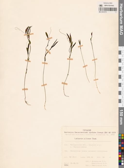 MAG 0014718