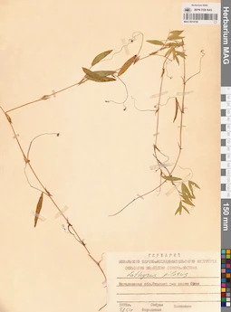 MAG 0014720