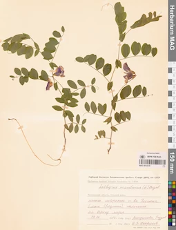 MAG 0014729
