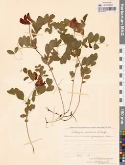 MAG 0014731