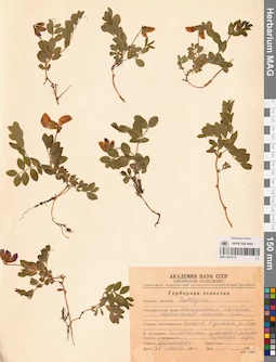 MAG 0014737