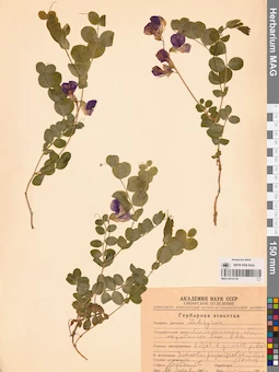 MAG 0014738