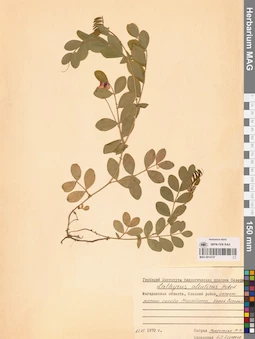 MAG 0014747