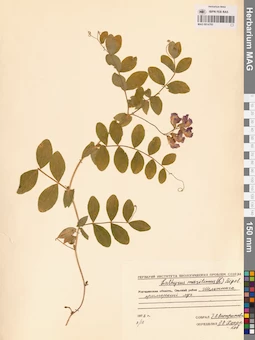 MAG 0014785