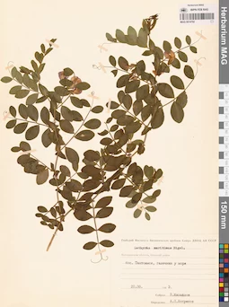 MAG 0014792
