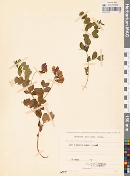 MAG 0014793