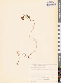 MAG 0014795