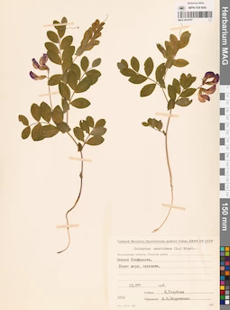 MAG 0014797