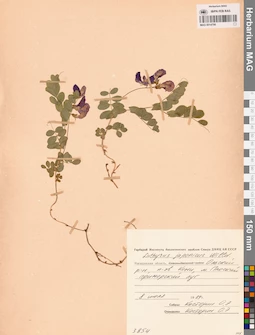 MAG 0014798