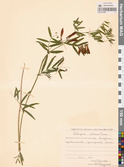 MAG 0015469