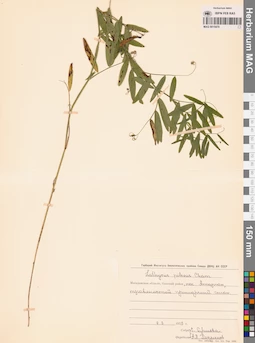 MAG 0015470