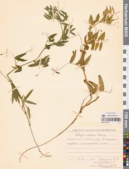 MAG 0015471