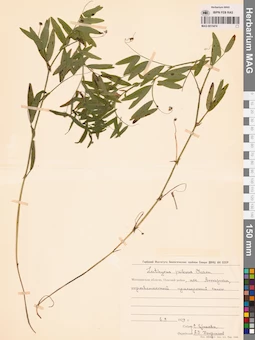 MAG 0015474