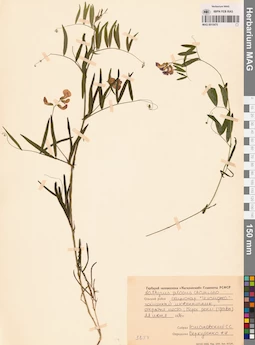 MAG 0015475