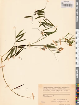 MAG 0015476