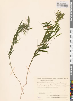 MAG 0015477