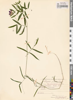 MAG 0015961