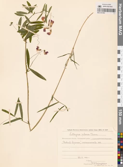 MAG 0015962