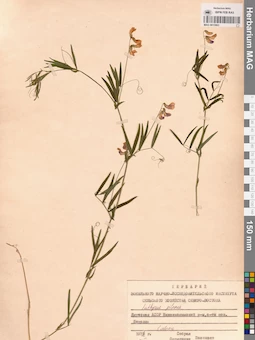 MAG 0015963