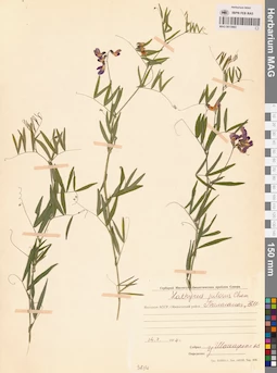 MAG 0015965