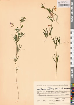 MAG 0015966