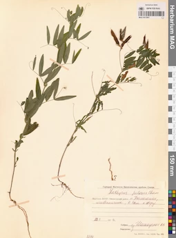 MAG 0015967