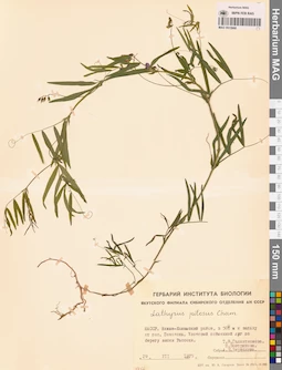 MAG 0015968