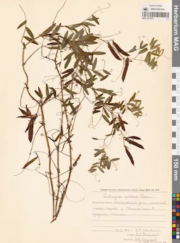 MAG 0015970
