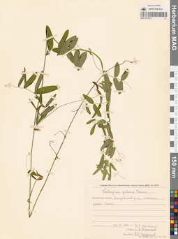MAG 0015971